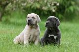 CANE CORSO 1040